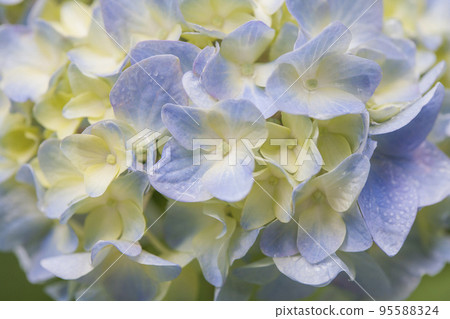 淡藍色繡球花 淡綠色繡球花 藍色繡球花 繡球花 95588324