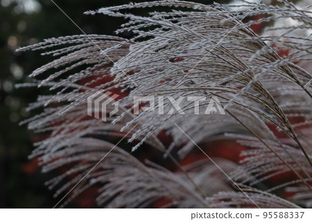 日本雪鬆的耳朵 95588337