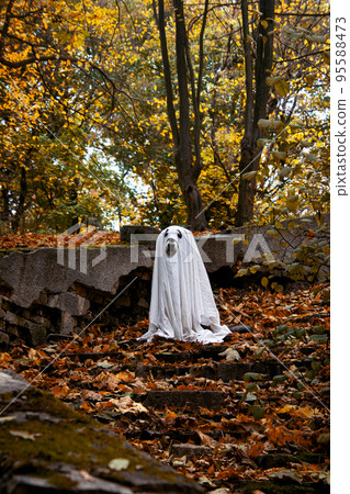 Dog in a ghost costume. Halloween concept 95588473