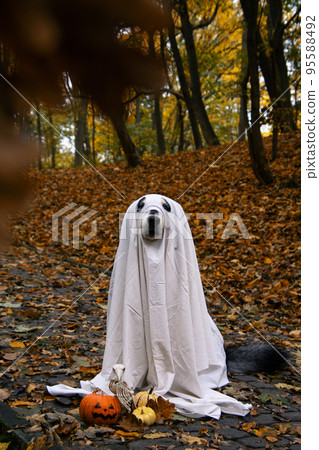 Dog in a ghost costume. Halloween concept 95588492