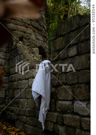 Dog in a ghost costume. Halloween concept Dog in a ghost costume. Halloween concept 95588544