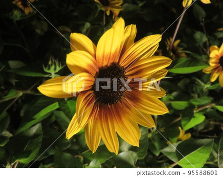 黃色花(金光菊花) 黃色花(金光菊花) 95588601