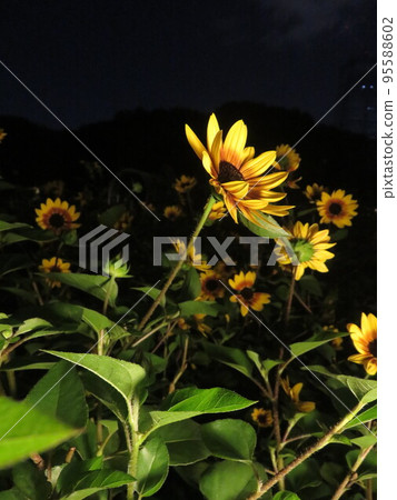 黃色花(金光菊花) 黃色花(金光菊花) 95588602