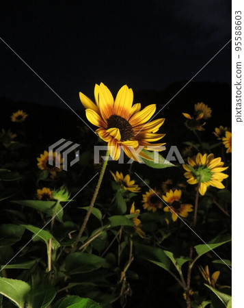 Yellow flower (rudbeckia flower) Yellow flower (rudbeckia flower) 95588603
