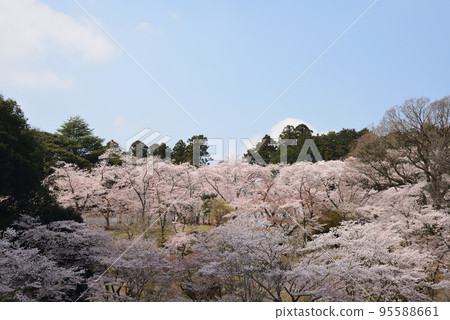 櫻花山公園#2 95588661