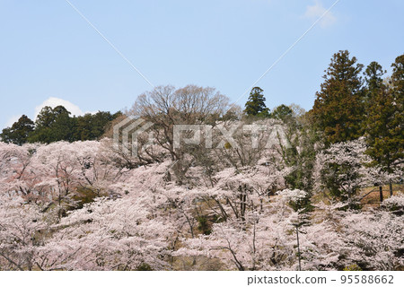 櫻山公園的櫻花#3 櫻山公園的櫻花#3 95588662