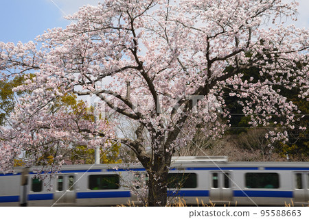 櫻花山公園#4 櫻花山公園#4 95588663
