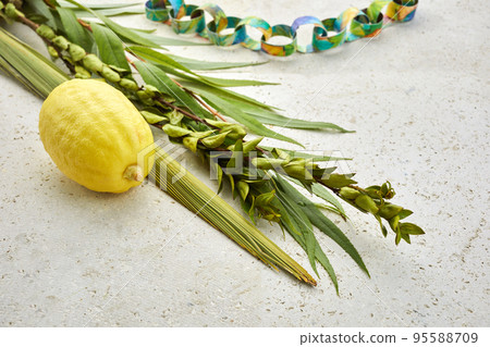 Jewish festival of Sukkot. Traditional symbols Etrog and lulav - citrus and palm. 95588709