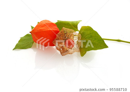 Physalis alkekengi isolated on white background. Branches of Chinese Lantern 95588710