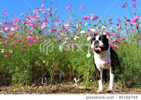 2022Mighty, a cute Boston Terrier staring at the blue sky in the cosmos field that colors the Satoyama of Hatoyama-cho, the happiest town in Japan 2022Mighty, a cute Boston Terrier staring at the blue sky in the cosmos field that colors the Satoyama of Hatoyama-cho, the happiest town in Japan 95588794