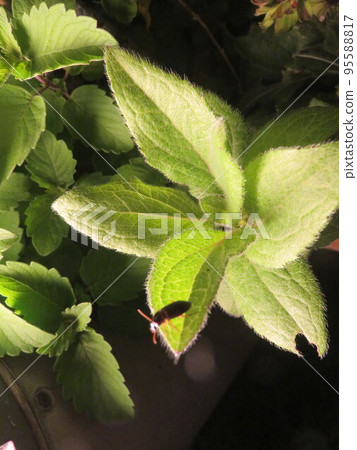 foliage plant with downy leaves 95588817