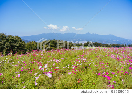 Cosmos field on Takasakibana Taka Observation Hill 95589045