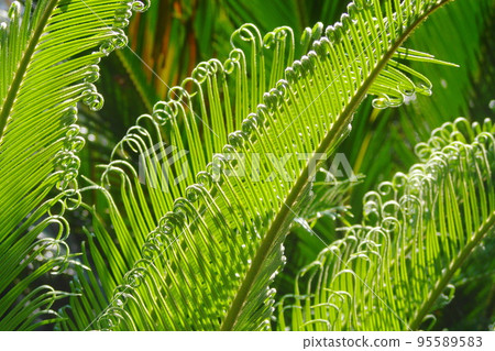 葉子有美麗的新芽圖案熱帶植物（六月）蘇鐵 11 95589583