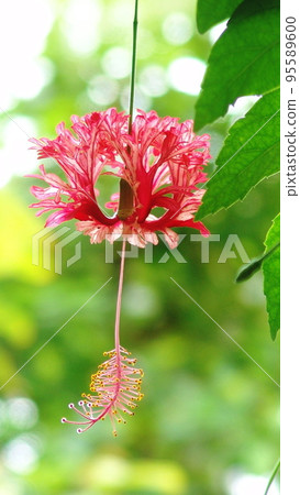 Red wind chime-like flower tropical plant (June) Fuurinbussouge 10V9.16 Red wind chime-like flower tropical plant (June) Fuurinbussouge 10V9.16 95589600