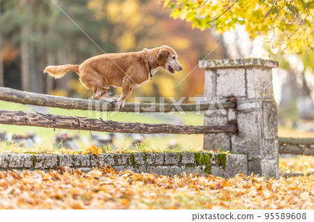Two dogs in the park are jumping over an old wooden fence Two dogs in the park are jumping over an old wooden fence 95589608