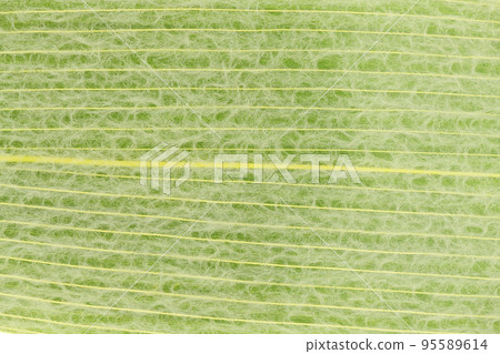 Background material of leaf veins of Japanese paper and Kumazasa Background material of leaf veins of Japanese paper and Kumazasa 95589614