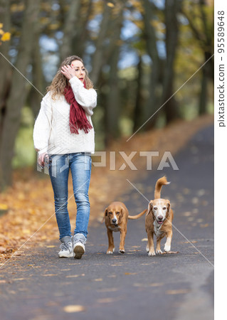 A young woman in an autumn outfit is walking two dogs in the park 95589648