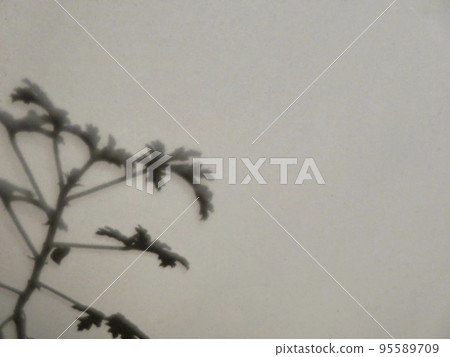 植物陰影(天竺葵) 植物陰影(天竺葵) 95589709