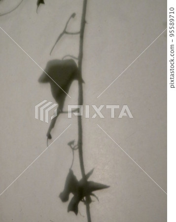 植物陰影(常春藤) 植物陰影(常春藤) 95589710