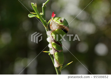Swallowtail larva with red stinky horn Swallowtail larva with red stinky horn 95589852