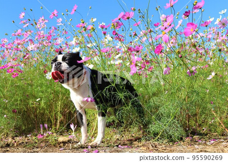 2022Mighty, a cute Boston Terrier staring at the blue sky in the cosmos field that colors the Satoyama of Hatoyama-cho, the happiest town in Japan 95590269