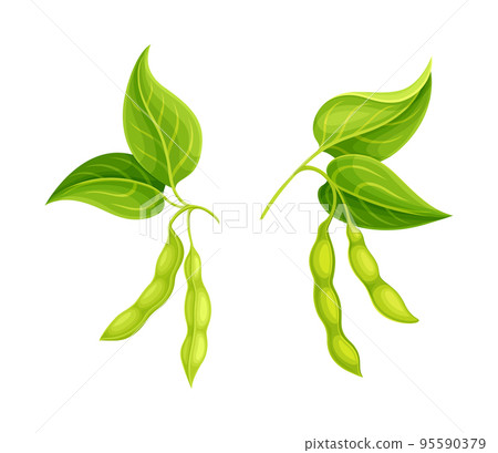 Soy Bean Green Pod Hanging on Branch as Edible Vegan Product Vector Set 95590379