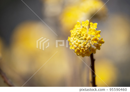 mitsumata yellow yellow mitsumata yellow yellow 95590460