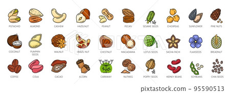 Nuts outline color icons, walnut, almond and cashew seeds, vector peanut and hazelnut. Nuts linear icons of pistachio, macadamia and pecan, food snack coconut, brazil nut and beans or sesame seeds Nuts outline color icons, walnut, almond and cashew seeds, vector peanut and hazelnut. Nuts linear icons of pistachio, macadamia and pecan, food snack coconut, brazil nut and beans or sesame seeds 95590513