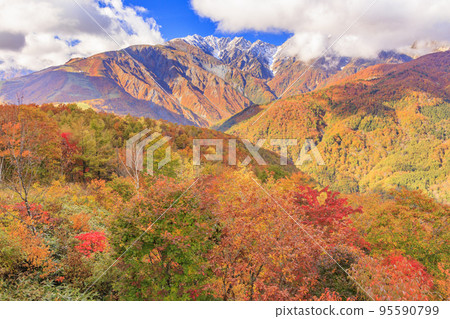 Three stages of autumn leaves from Iwatake Mountain Resort in autumn 95590799