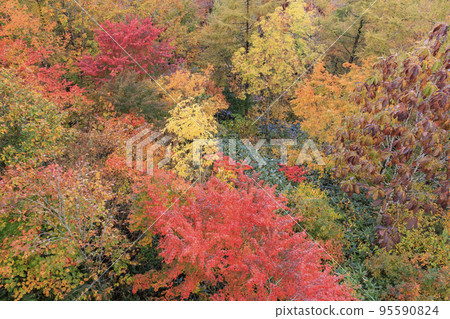 Three stages of autumn leaves from Iwatake Mountain Resort in autumn 95590824