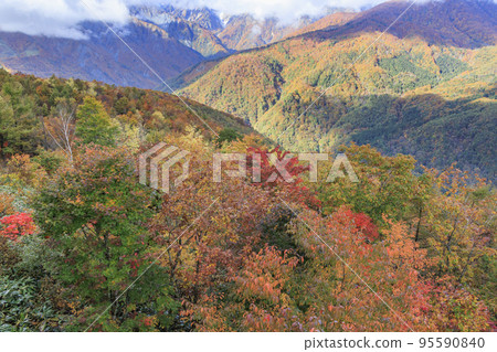 Three stages of autumn leaves from Iwatake Mountain Resort in autumn 95590840