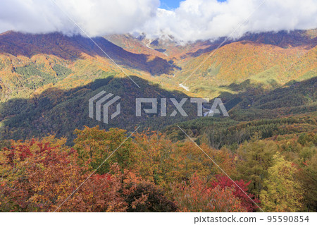 Three stages of autumn leaves from Iwatake Mountain Resort in autumn 95590854