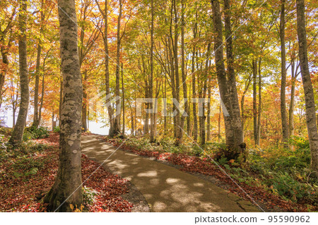 岩岳避暑山莊秋季三期紅葉 岩岳避暑山莊秋季三期紅葉 95590962