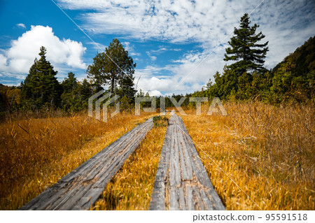 Take the Oze Wooden Path in Autumn 95591518