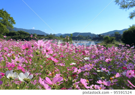 Cosmos flowers decorating the riverbed (Miyamae Park, Ochi-cho, Kochi Prefecture) 95591524