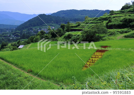 Rice Paddy Art Yoshinobu Rice Terrace Dragonfly (Motoyama Town, Kochi Prefecture) Rice Paddy Art Yoshinobu Rice Terrace Dragonfly (Motoyama Town, Kochi Prefecture) 95591883