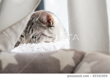 窗貓薩巴特拉貓 窗貓薩巴特拉貓 95591959