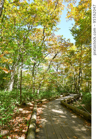 Scenery of the promenade of the Nasu Tsutsuji Suspension Bridge in Tochigi Prefecture (autumn leaves) Scenery of the promenade of the Nasu Tsutsuji Suspension Bridge in Tochigi Prefecture (autumn leaves) 95592047