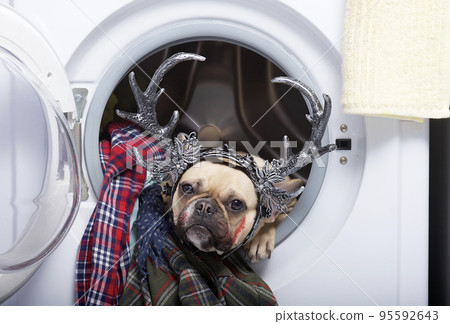 A bulldog dog with horns on his head and blood on his face peeks out of the open door of a washing machine celebrating Halloween. The French bulldog looks intently straight into the camera. 95592643