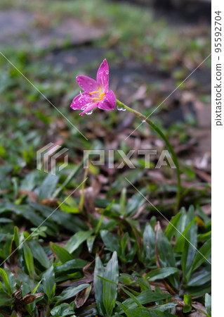 Pink Zephyranthes Carinata flowers with rain drops. Pink Zephyranthes Carinata flowers with rain drops. 95592704
