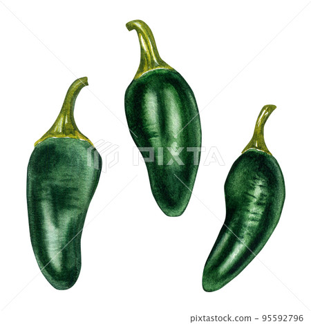 Set of jalapeno green hot peppers watercolor illustration isolated on white background. 95592796