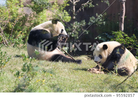 親子熊貓 95592857