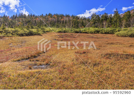 Tsugaike Nature Park in full bloom of autumn leaves 95592960