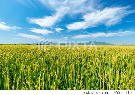 [Niigata City, Niigata Prefecture] Paddy fields in the Echigo Plain and Mt. Yahiko and Mt. Kakuda 95593110