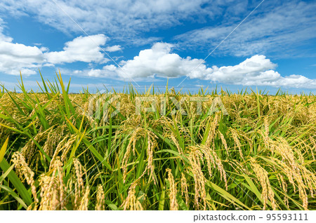 [稻田/水稻種植] 秋天收穫。離稻穀收割還有幾天 95593111