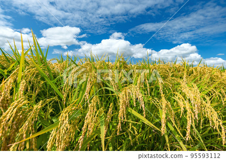 [稻田/水稻種植] 秋天收穫。離稻穀收割還有幾天 95593112