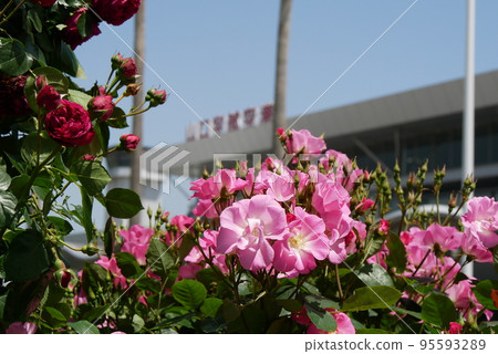 粉紅玫瑰和紅玫瑰 粉紅玫瑰和紅玫瑰 95593289