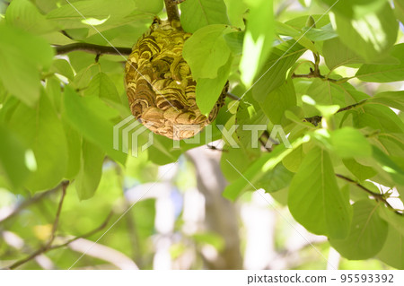 建在花園樹上的黃蜂巢 建在花園樹上的黃蜂巢 95593392
