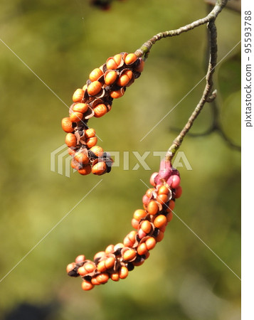 Kobushi fruit with the peel broken and the seeds exposed Kobushi fruit with the peel broken and the seeds exposed 95593788