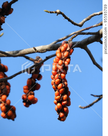 Kobushi fruit with the peel broken and the seeds exposed 95593789